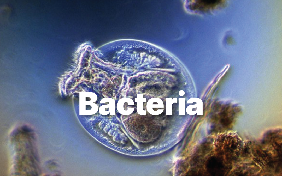 Bacteria